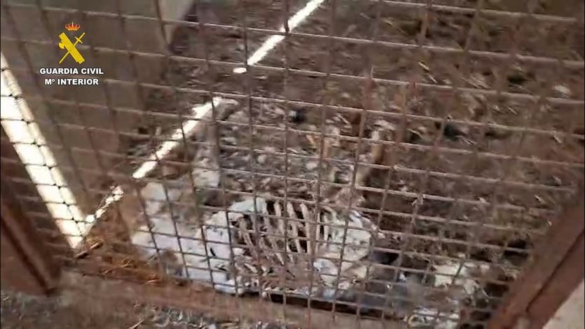 Perros encontrados muertos por inanición en la finca