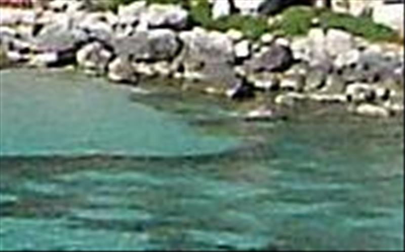 Un supuesto tiburón provoca el pánico en Menorca