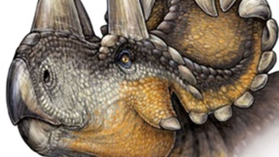 Descubren un nuevo dinosaurio con cuernos y pico de loro: el Wendiceratops