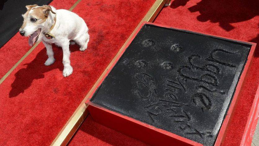 Muere Uggie, el perro de 'The Artist'