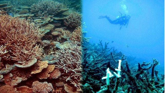 Los arrecifes de coral desaparecerán a mitad de siglo, según un estudio