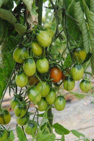 Tomates Paso Doble, el renacer del tomate de antaño