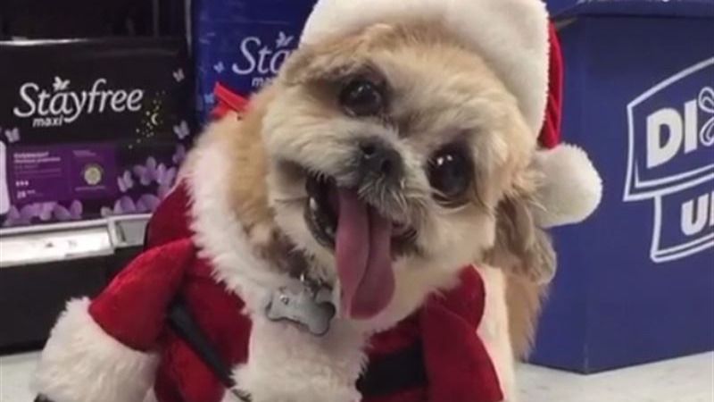 Por qué no es una buena idea regalar mascotas en Navidad