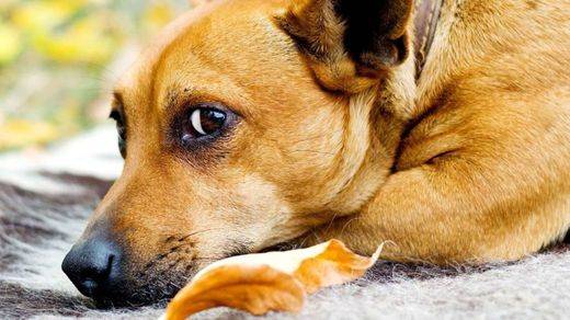 Un estudio demuestra que los perros sí saben cómo se siente su dueño