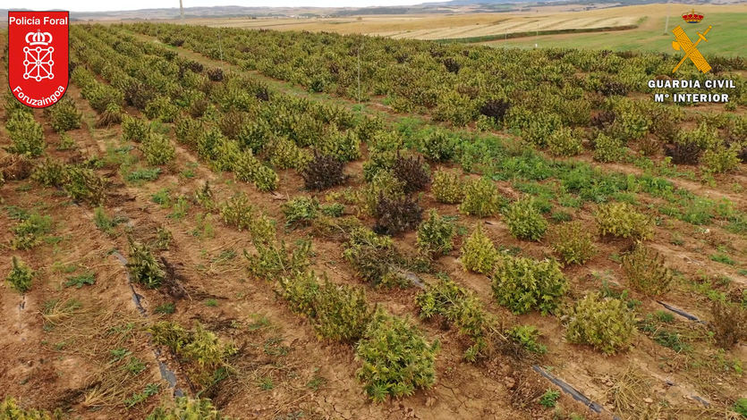 Desmantelada en Navarra la mayor plantación de marihuana de Europa