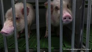 Madrid suspende la actividad del laboratorio Vivotecnia por indicios de maltrato animal