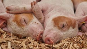 Los órganos de los cerdos, claves para reducir la mortalidad en las listas de espera de trasplantes