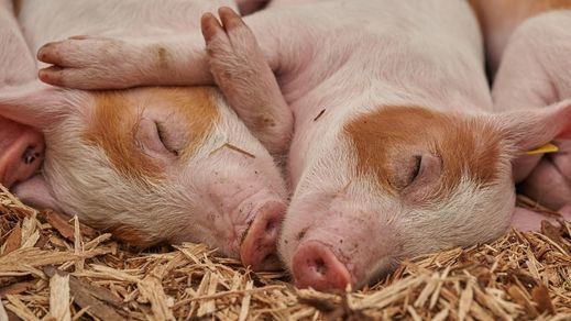 Cerdos durmiendo en una granja porcina (Foto: Pixabay)

