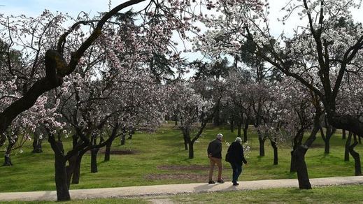 Almendros en flor en la Quinta de los Molinos: sinfonía de colores y olores para los sentidos