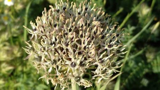 Allium Cyrilly (Foto: Enrique Luengo)