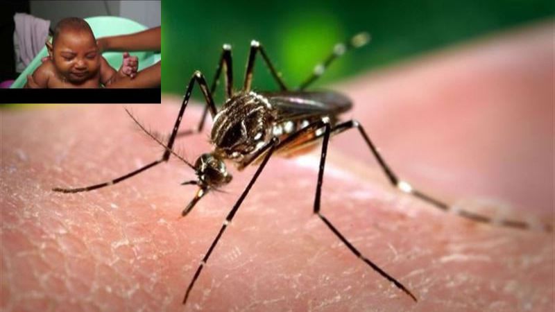 El zika ya ha llegado a España: así es el virus que causa microcefalia en niños