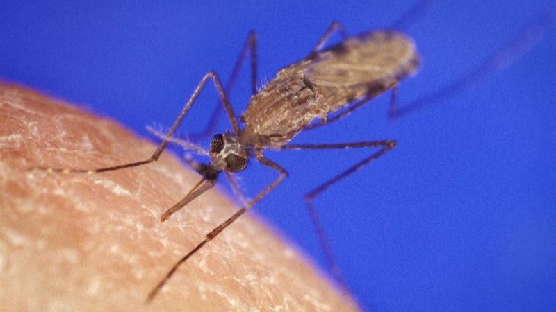 La OMS alerta sobre la transmisión sexual del virus Zika
