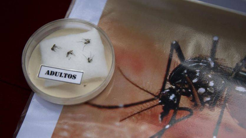 Otra crisis sanitaria tras el ébola: 68 posibles casos de españoles infectados por el virus Zika