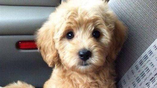 ¿Cuán listo es tu perro?: puedes medir su cociente intelectual