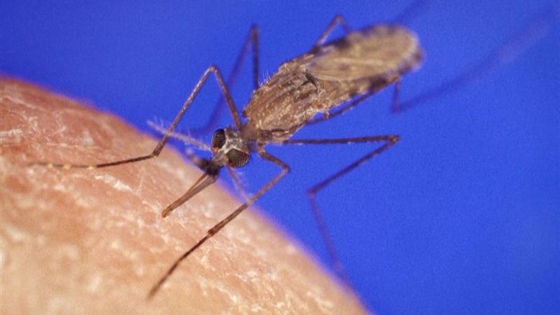Virus zika: el Gobierno aconseja a las embarazadas que tengan sexo con protección con personas en zonas de riesgo
