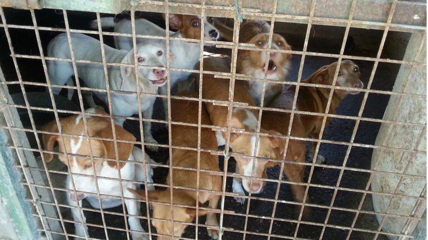 El PACMA denuncia el inminente abandono y muerte de miles de perros de caza