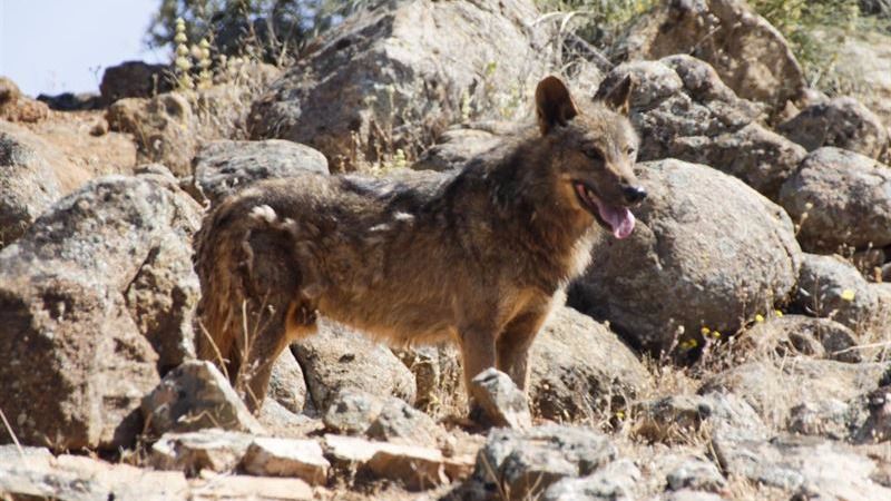 El 13 de marzo Madrid 'aullará' en defensa del lobo ibérico