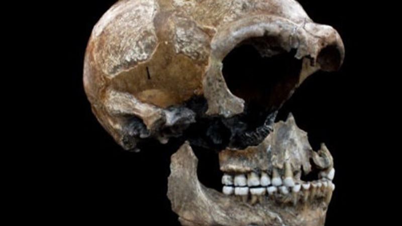 El ADN empieza a desenterrar el misterio de la sima de la Sima de los Huesos de Atapuerca