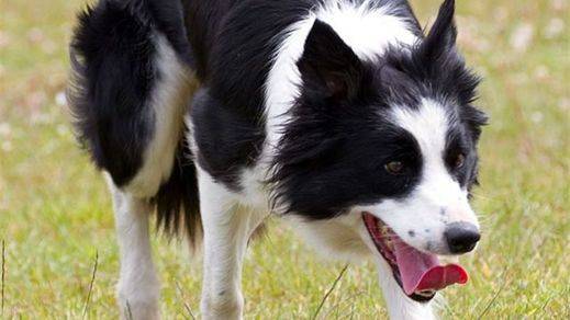 Qué hacer si tu perro chupa una oruga