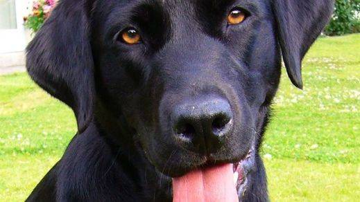 Cada hogar puede gastarse entre 70€ y 90€ al mes en comida saludable para sus mascotas