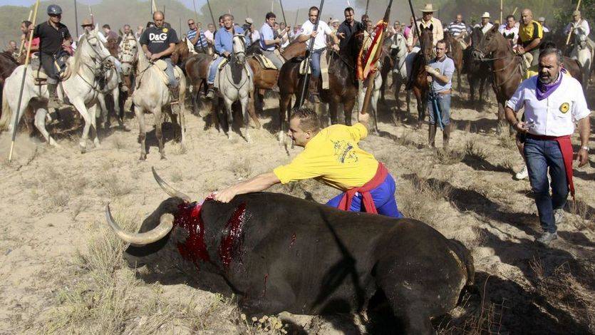 La Junta de Castilla y León le echa valor: prohíbe, por fin, el 'Toro de la Vega'