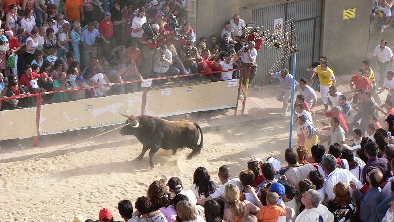 Benavente y su tradicional Toro Enmaromado se solidariza y apoya al polémico Toro de la Vega de Tordesillas