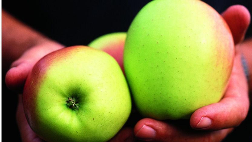 condado giratorio pulgar La manzana estriñe? ¿causa diarrea? Ambas, las manzanas pueden ser laxantes  o astringentes, según cómo se consuman | Diariocrítico.com