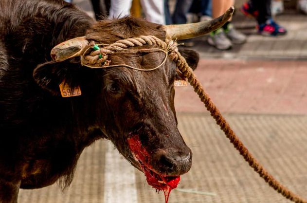 El PACMA iniciará acciones legales contra la brutalidad del Toro Enmaromado y el Torito del Alba de Benavente