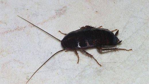Los bichos 'conquistan' la Audiencia Nacional: pulgas, cucarachas, mosquitos y arañas campan a sus anchas