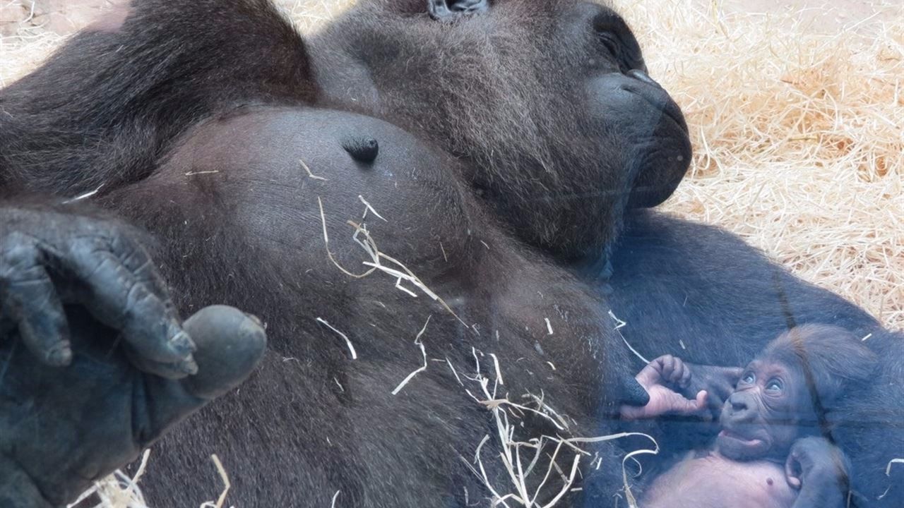 El público del Zoo Aquarium de Madrid recibe a un nuevo miembro de la familia