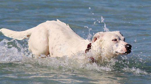 Golpe de calor en perros y gatos: cómo prevenirlo