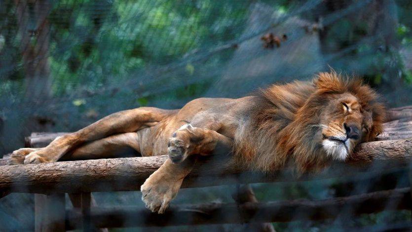 El Gobierno venezolano dice que la noticia de los animales de sus zoos muriendo de hambre es falsa