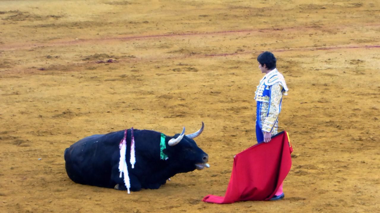 ¿Toros sí o no? ERC fuerza un debate en el Congreso