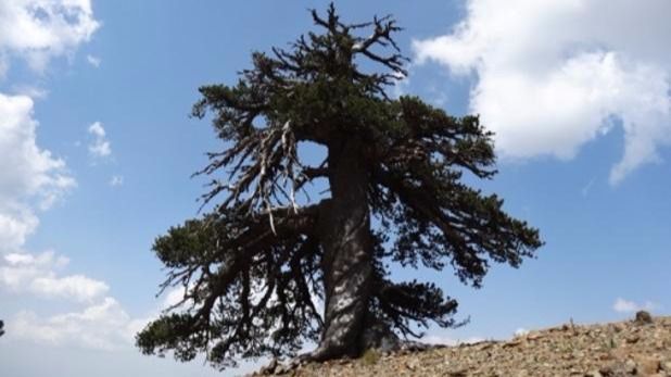 El ser vivo más antiguo de Europa, de 1.075 años, es... el pino Adonis