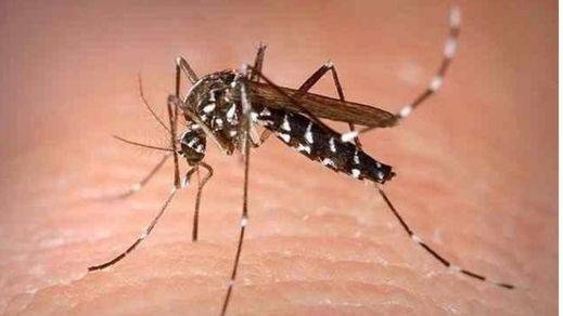 Se complica la lucha contra el Zika: los mosquitos adultos transmiten el virus a su descendencia