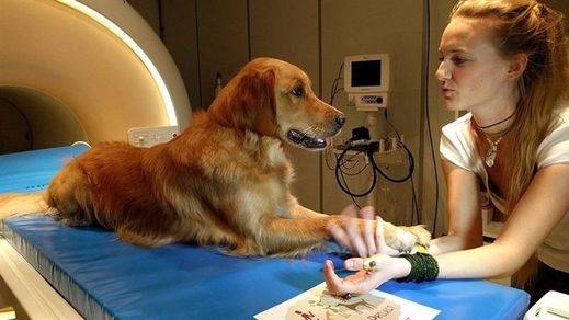 Los perros entienden el habla humana