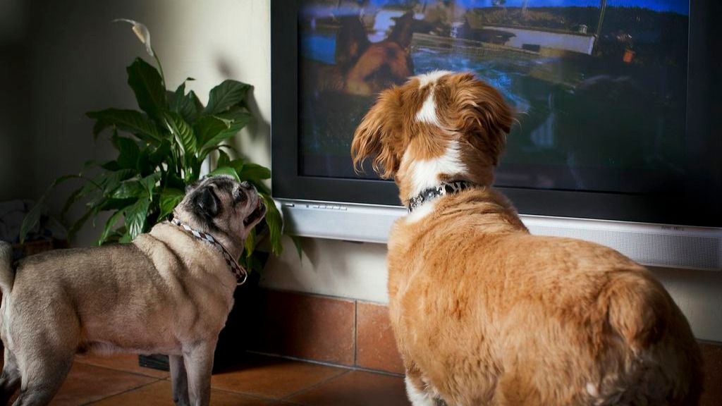 ¿Pueden ver la televisión los perros?