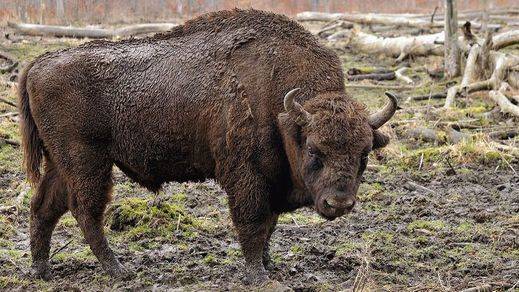 Hallan otro bisonte decapitado en la reserva valenciana