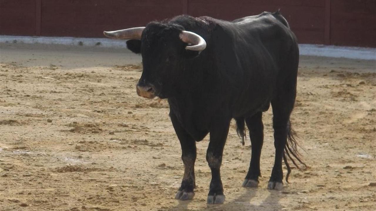 ANATUR, un nuevo partido que salta al ruedo de la política para defender la tauromaquia