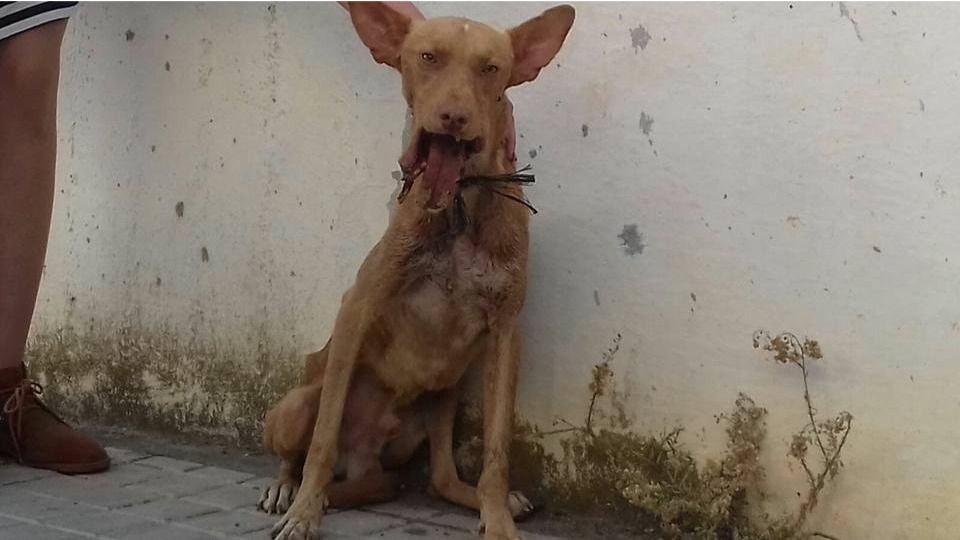 La terrible historia de Spirit: un perro tiroteado que ahora se recupera en un santuario para animales
