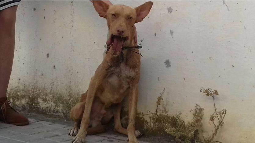 La terrible historia de Spirit: un perro tiroteado que ahora se recupera en un santuario para animales