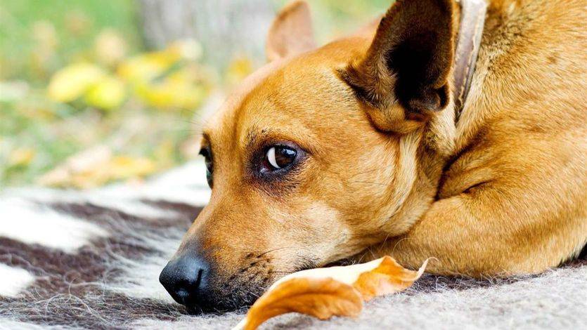 Las mascotas y el otoño: cuidados frente al frío y la humedad