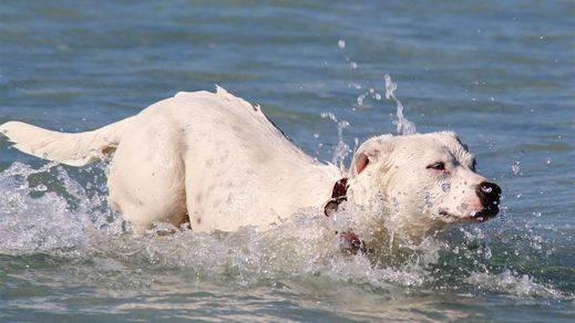 ¿Hasta dónde llega la memoria de los perros?