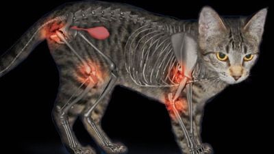 Osteoartrosis en gatos: una enfermedad crónica y difícil de detectar