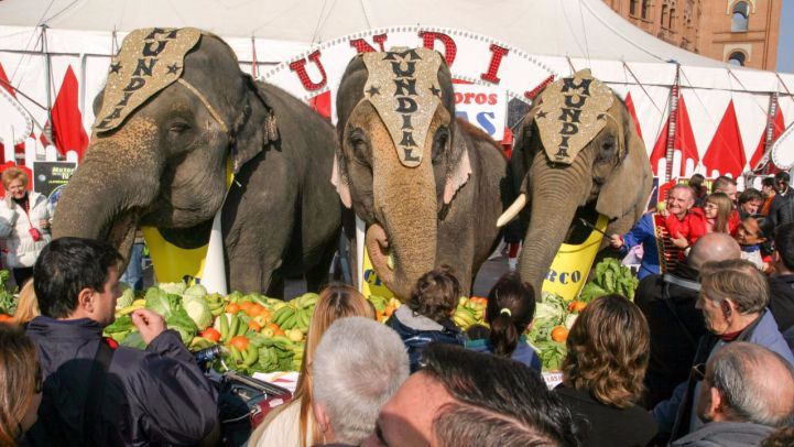 Madrid prohibirá los circos con animales