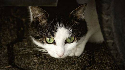 Consejos para la llegada de tu gato a casa