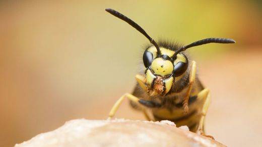 Qué hacer tras recibir picaduras de abeja o una avispa: diferencias