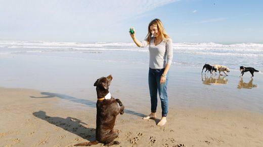 Descubre cómo enseñar a tu perro a sentarse