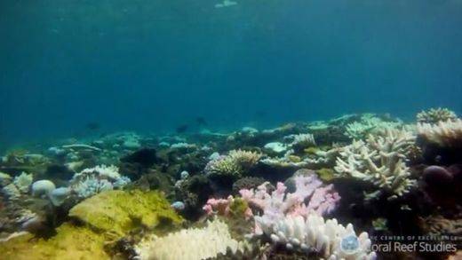 Daños sin precedentes en la gran barrera de coral