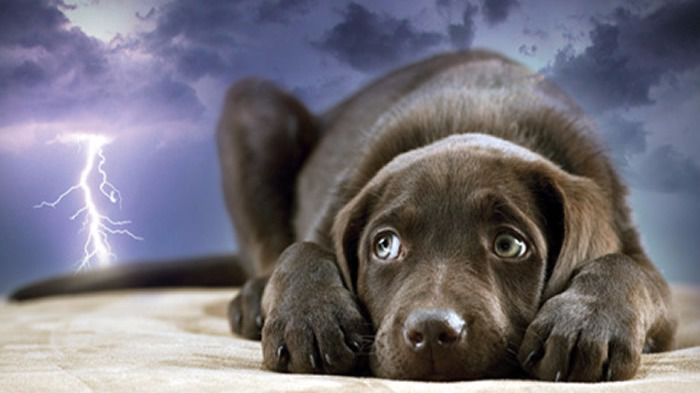 Vetermascotas: "No es conveniente el uso de tranquilizantes cuando los perros tienen miedo"